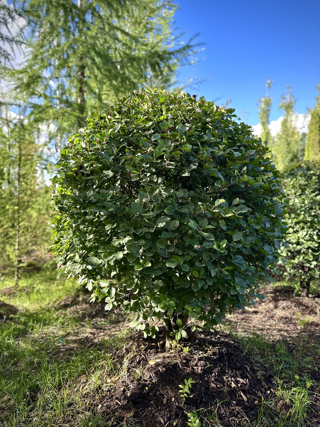 Боярышник сливолистный ШАР