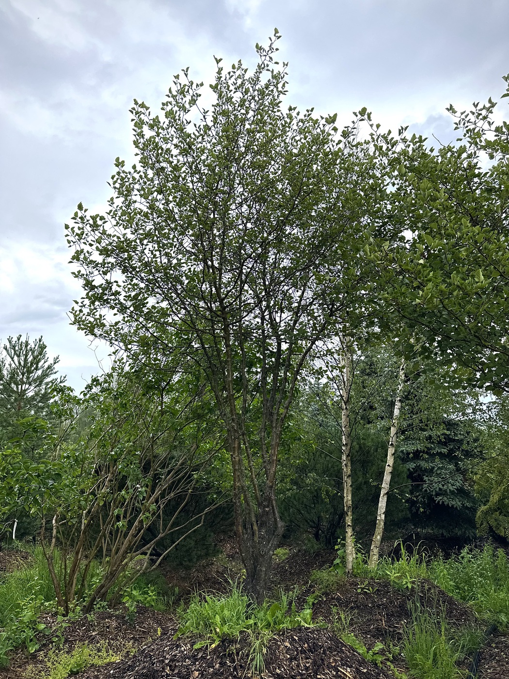 Боярышник сливолистный ЗОНТ