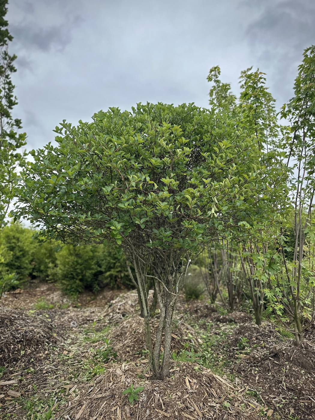 Боярышник сливолистный ЗОНТ