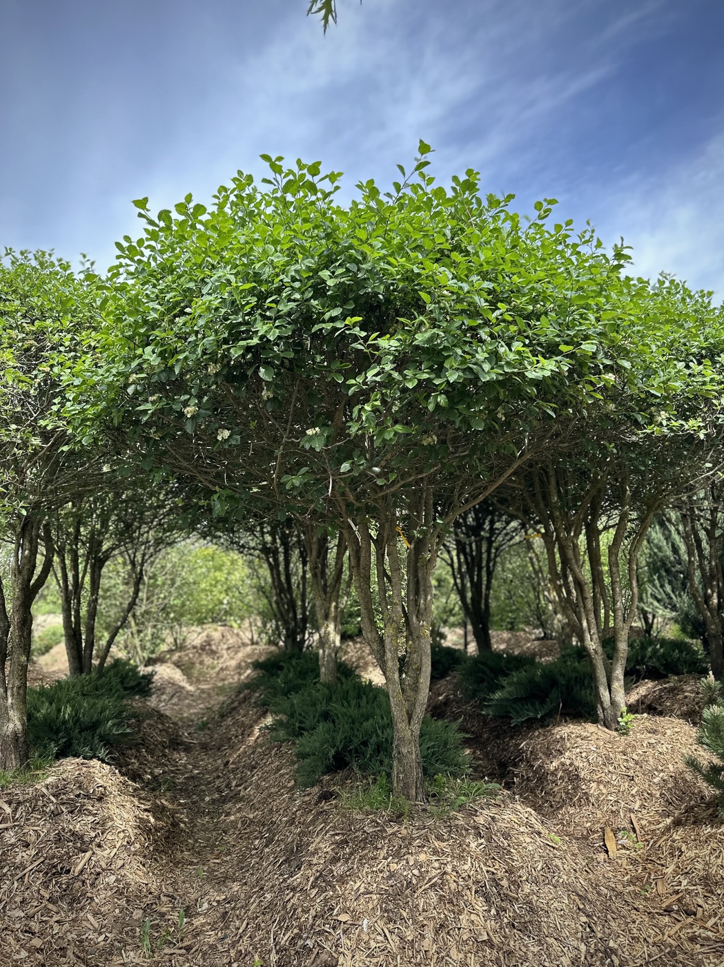 Боярышник сливолистный ЗОНТ