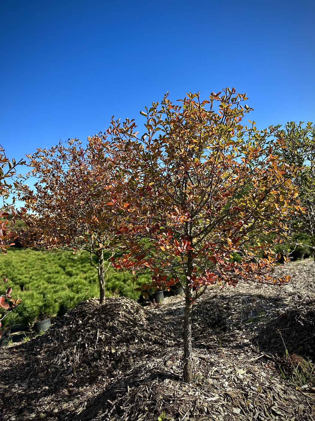 Боярышник сливолистный ШАР