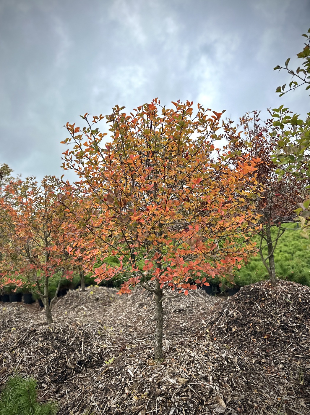 Боярышник сливолистный ШАР