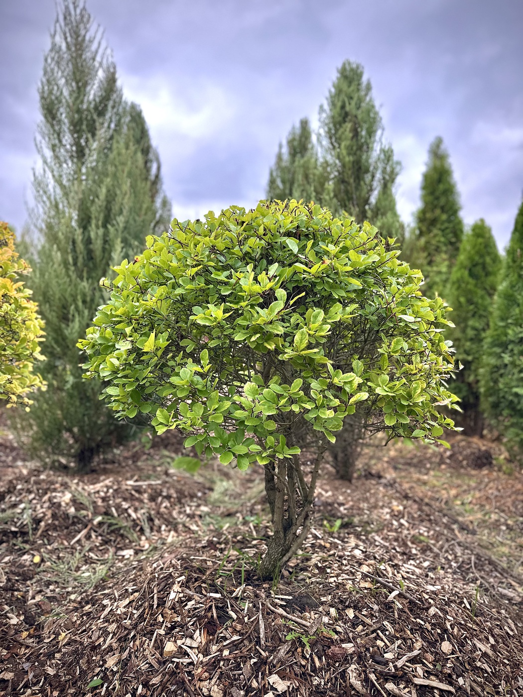 Боярышник сливолистный ШАР