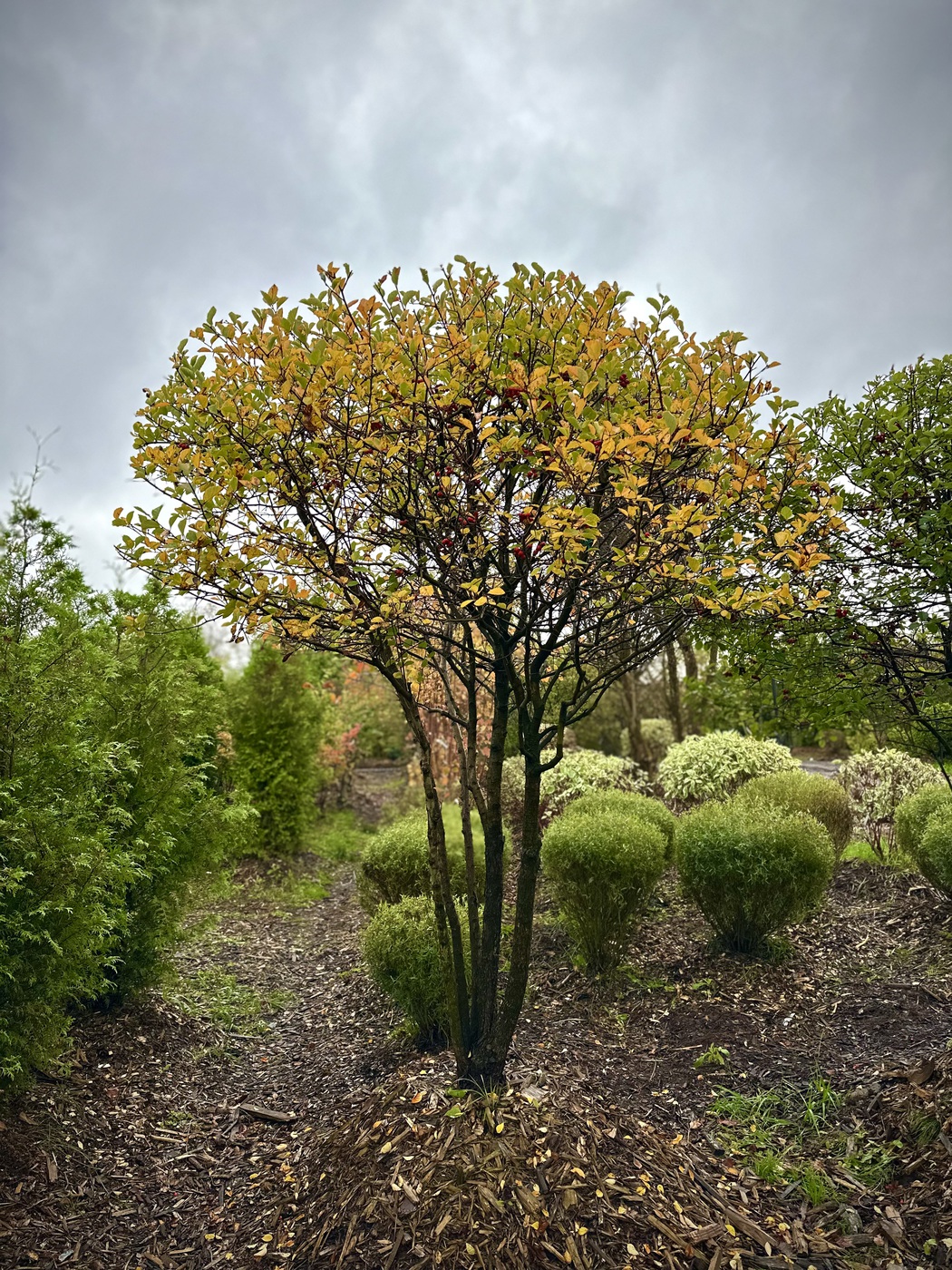 Боярышник сливолистный ЗОНТ