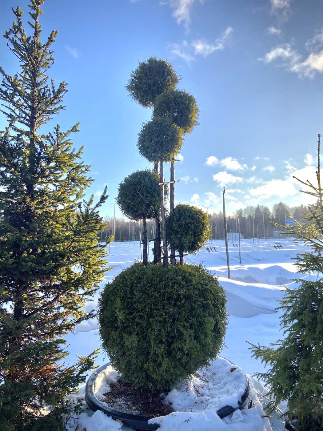 Туя западная `Смарагд` `Smaragd` КОЛОКОЛЬЧИКИ