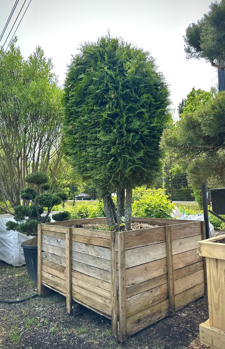 Туя западная `Брабант` `Brabant` ЭСКИМО пять ножек