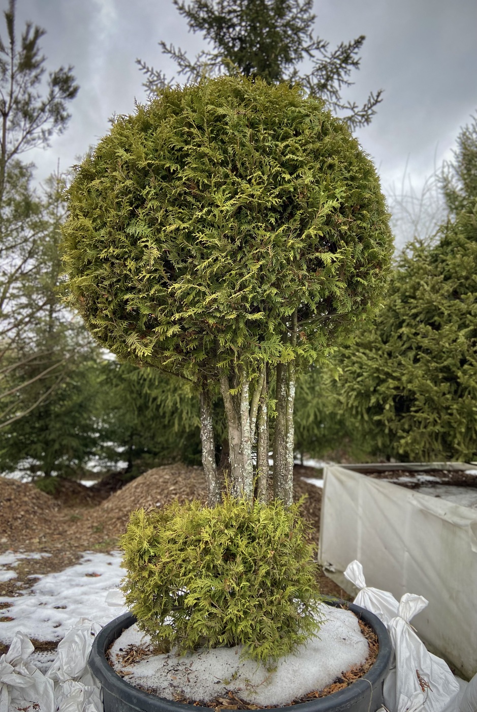 Туя западная `Брабант` `Brabant` ШАР двухэтажный в сапожках