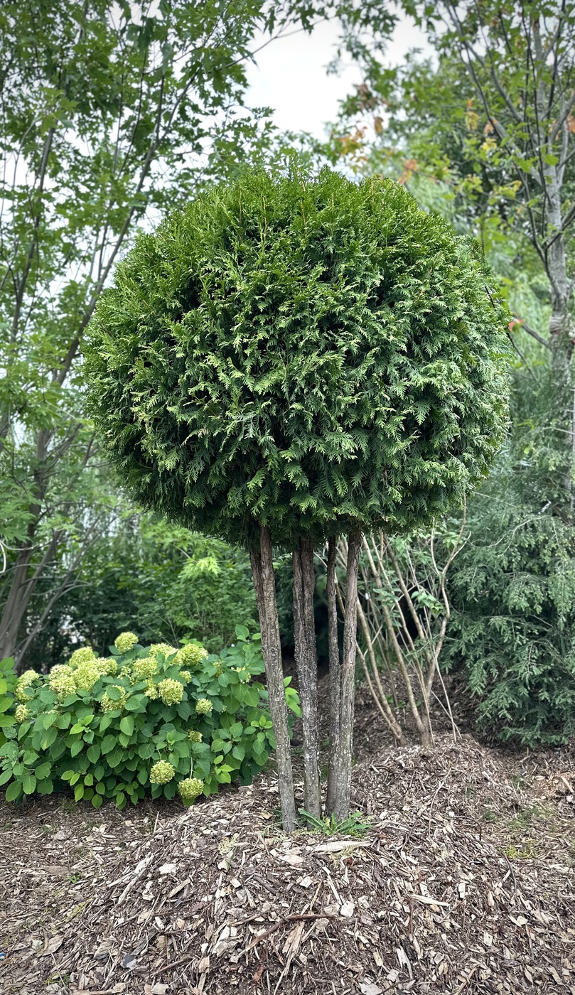Туя западная `Брабант` `Brabant` ШАР чупа-чупс многоножка