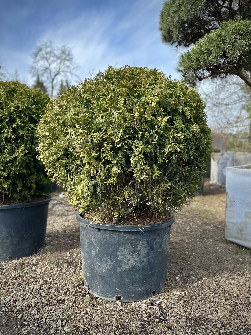 Туя западная `Брабант` `Brabant` ШАР