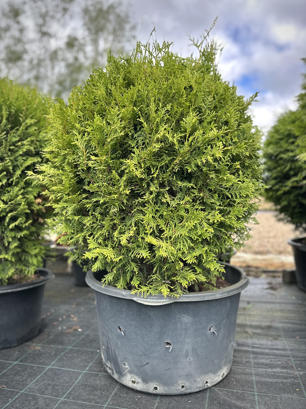 Туя западная `Брабант` `Brabant` ШАР