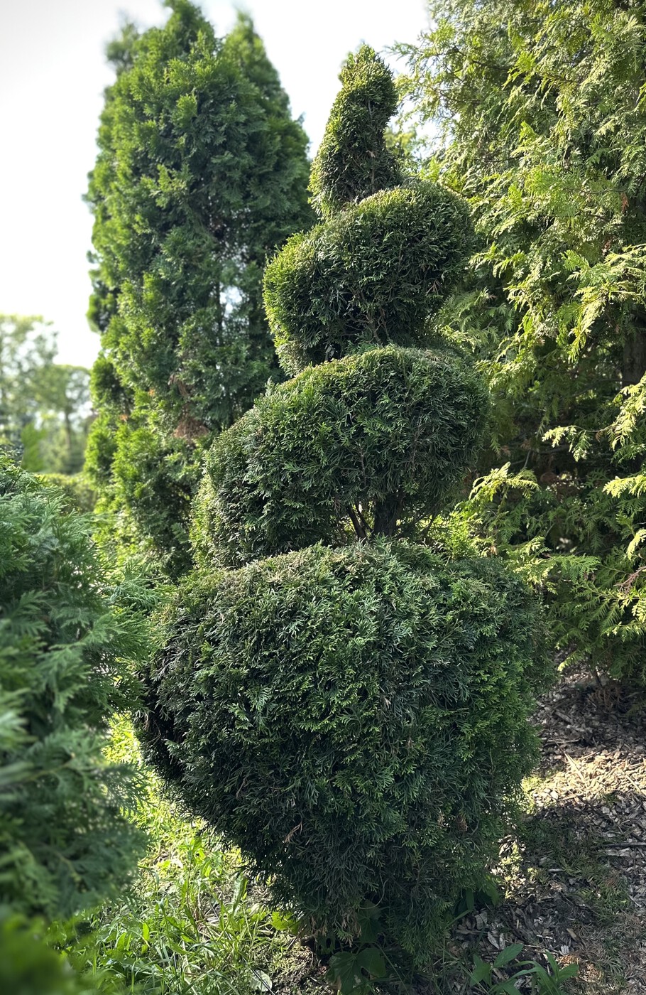 Туя западная `Смарагд` `Smaragd` СПИРАЛЬ