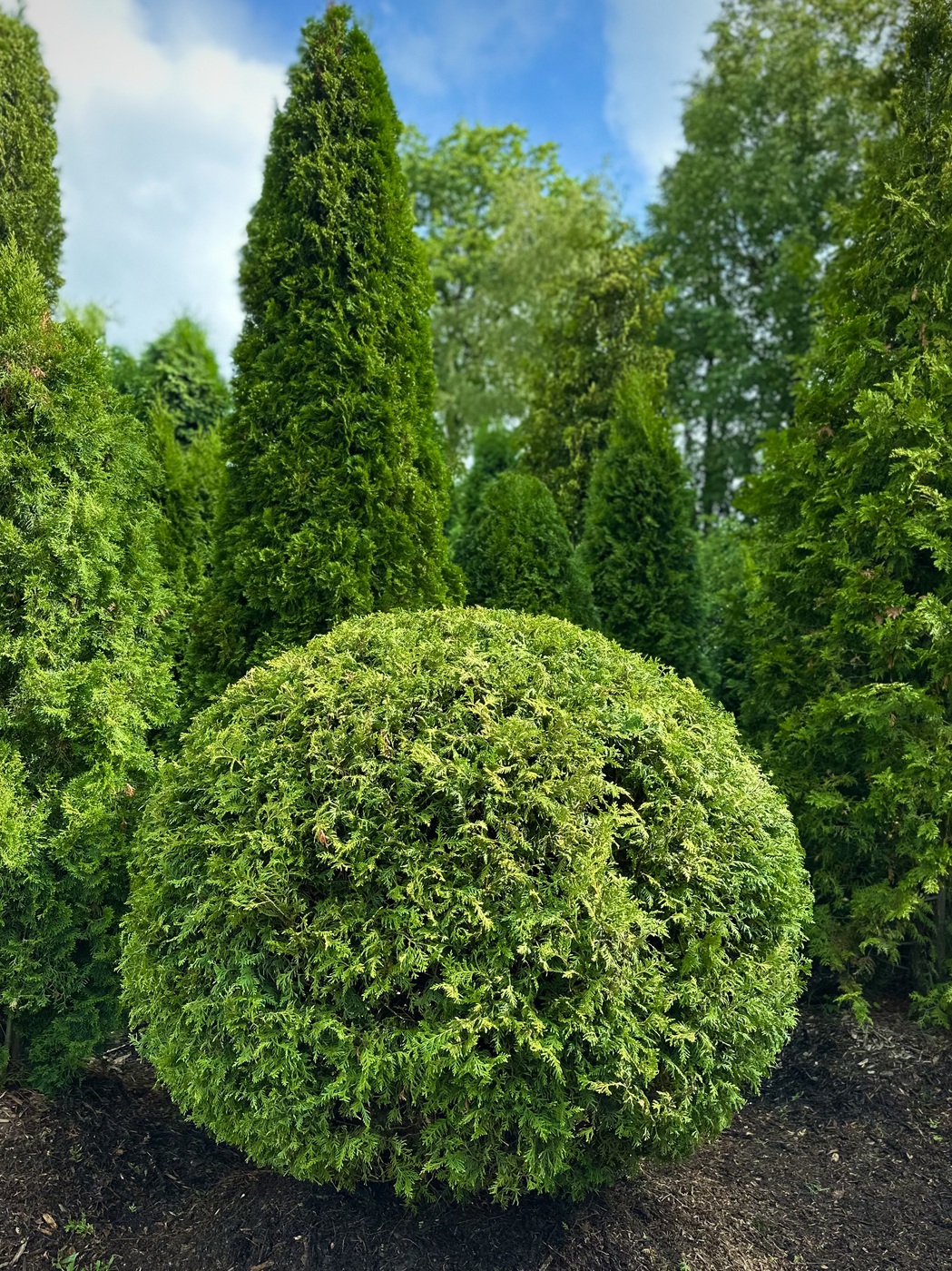 Туя западная `Брабант` `Brabant` ШАР