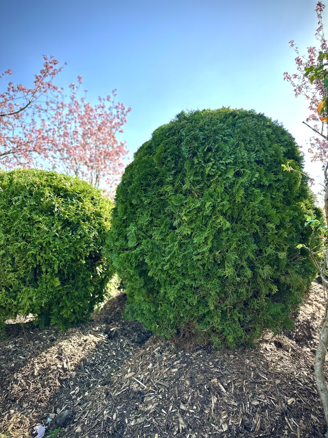 Туя западная `Смарагд` `Smaragd` ШАР