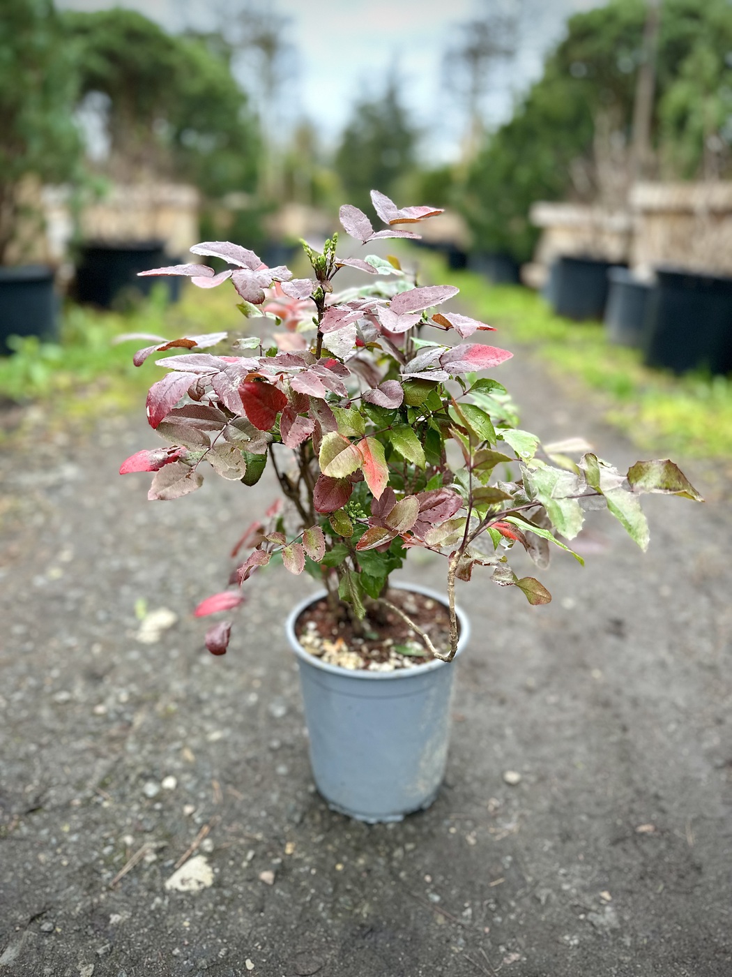 Магония падуболистная