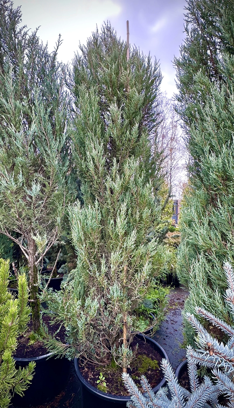 Можжевельник скальный Блю Эрроу (Blue Arrow)