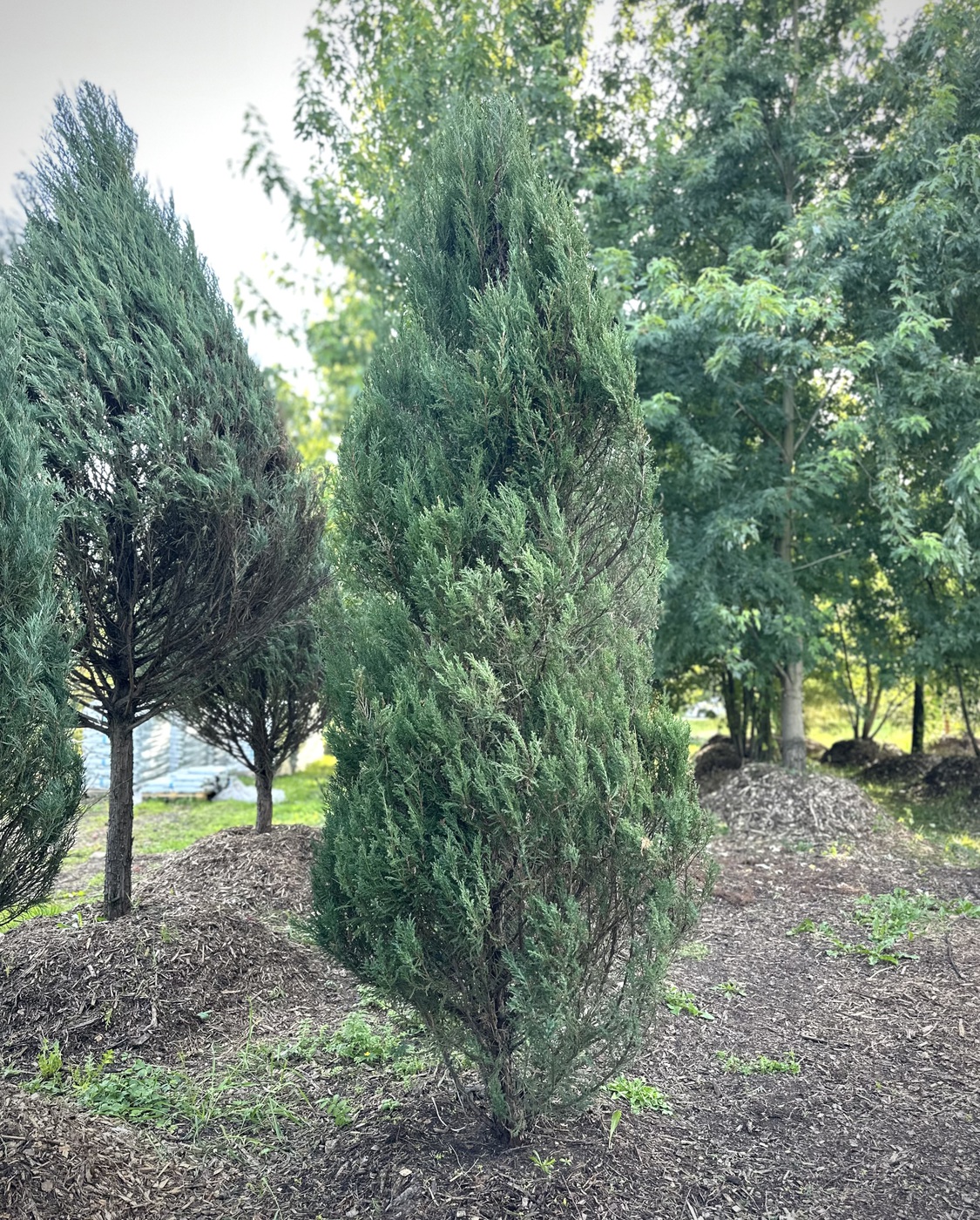 Можжевельник скальный Блю Эрроу (Blue Arrow)