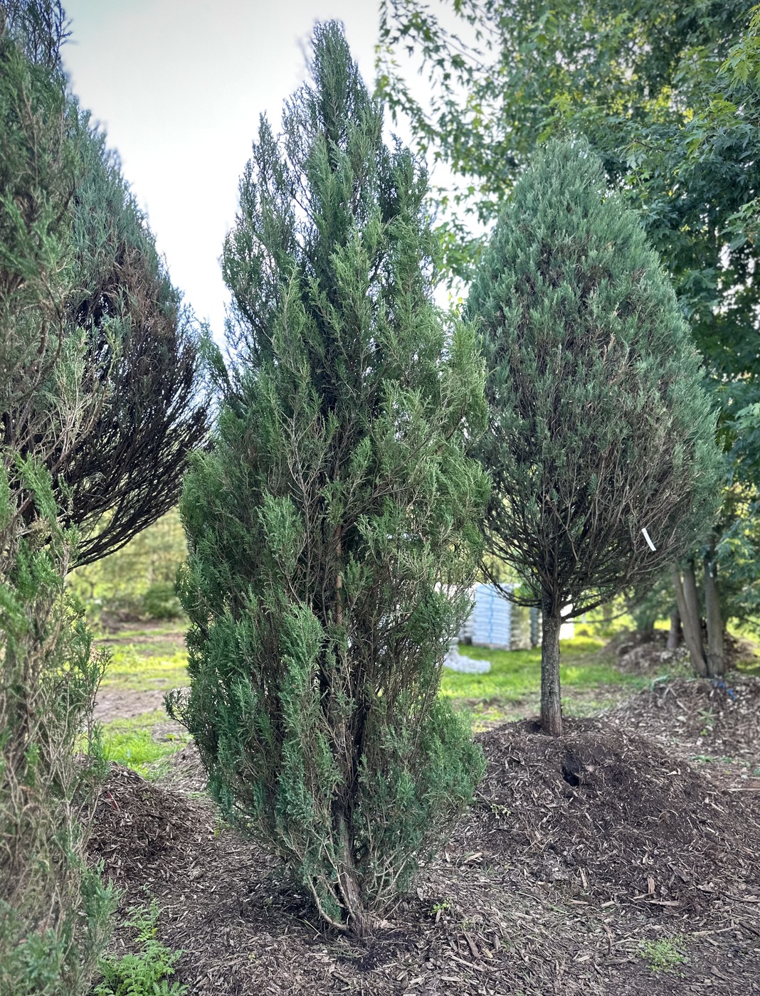 Можжевельник скальный Блю Эрроу (Blue Arrow)