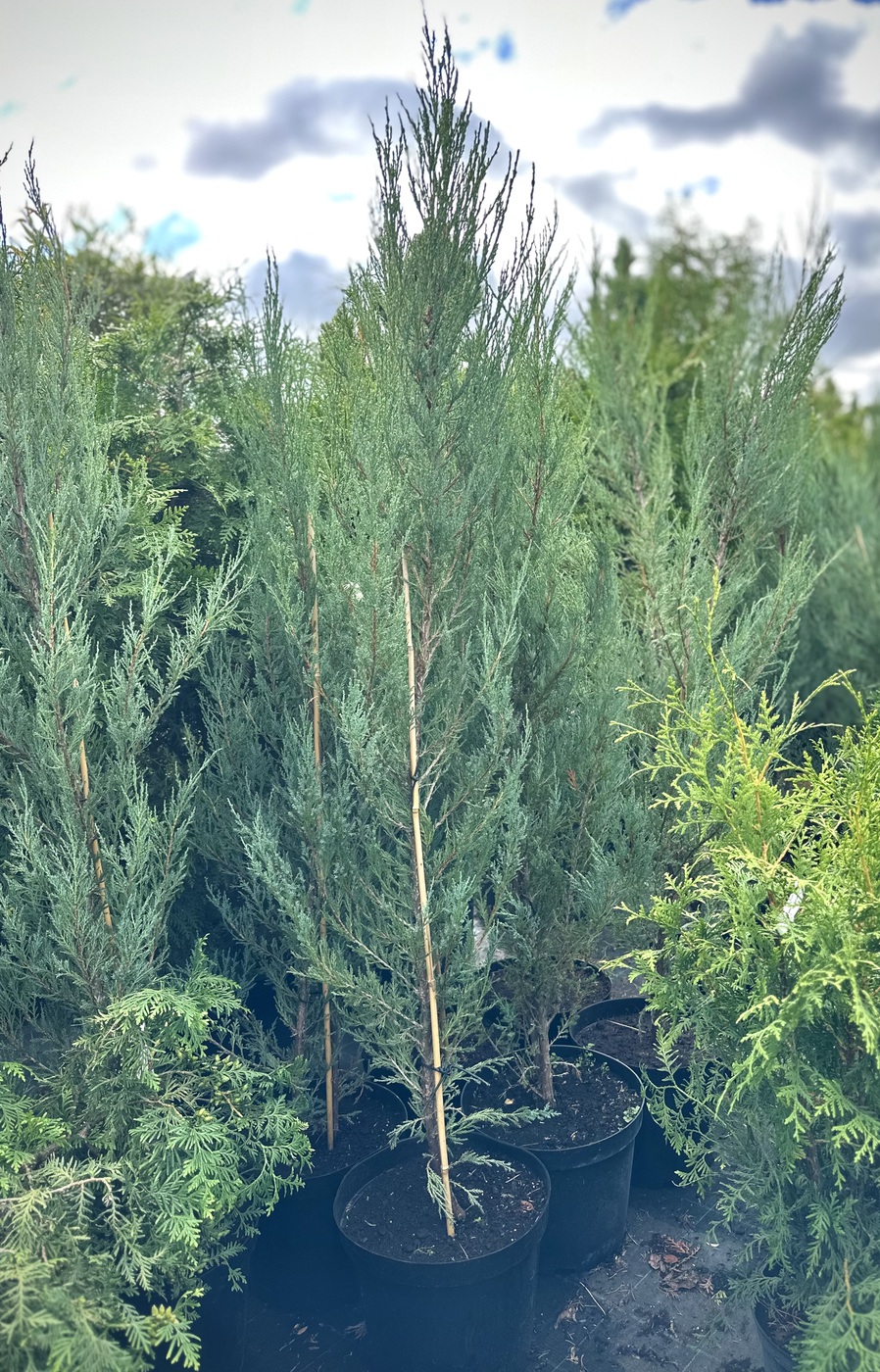 Можжевельник скальный Блю Эрроу (Blue Arrow)