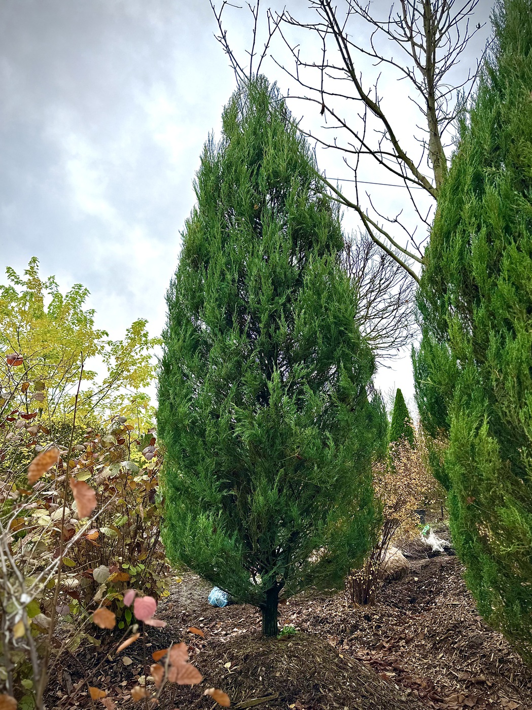 Можжевельник скальный Блю Эрроу (Blue Arrow)