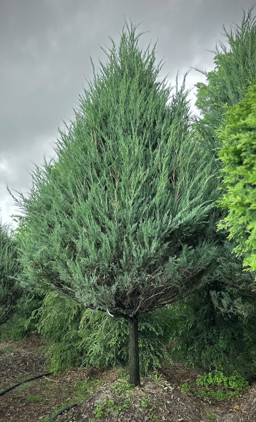 Можжевельник скальный Скайрокет (Skyrocket)