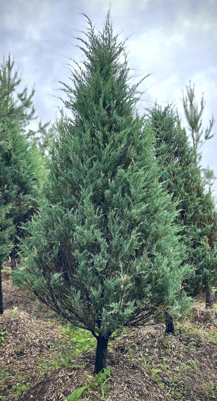 Можжевельник скальный Скайрокет (Skyrocket)