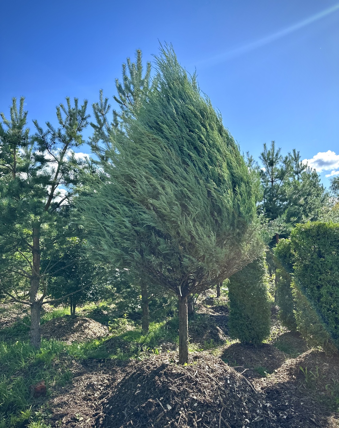 Можжевельник скальный Скайрокет (Skyrocket)