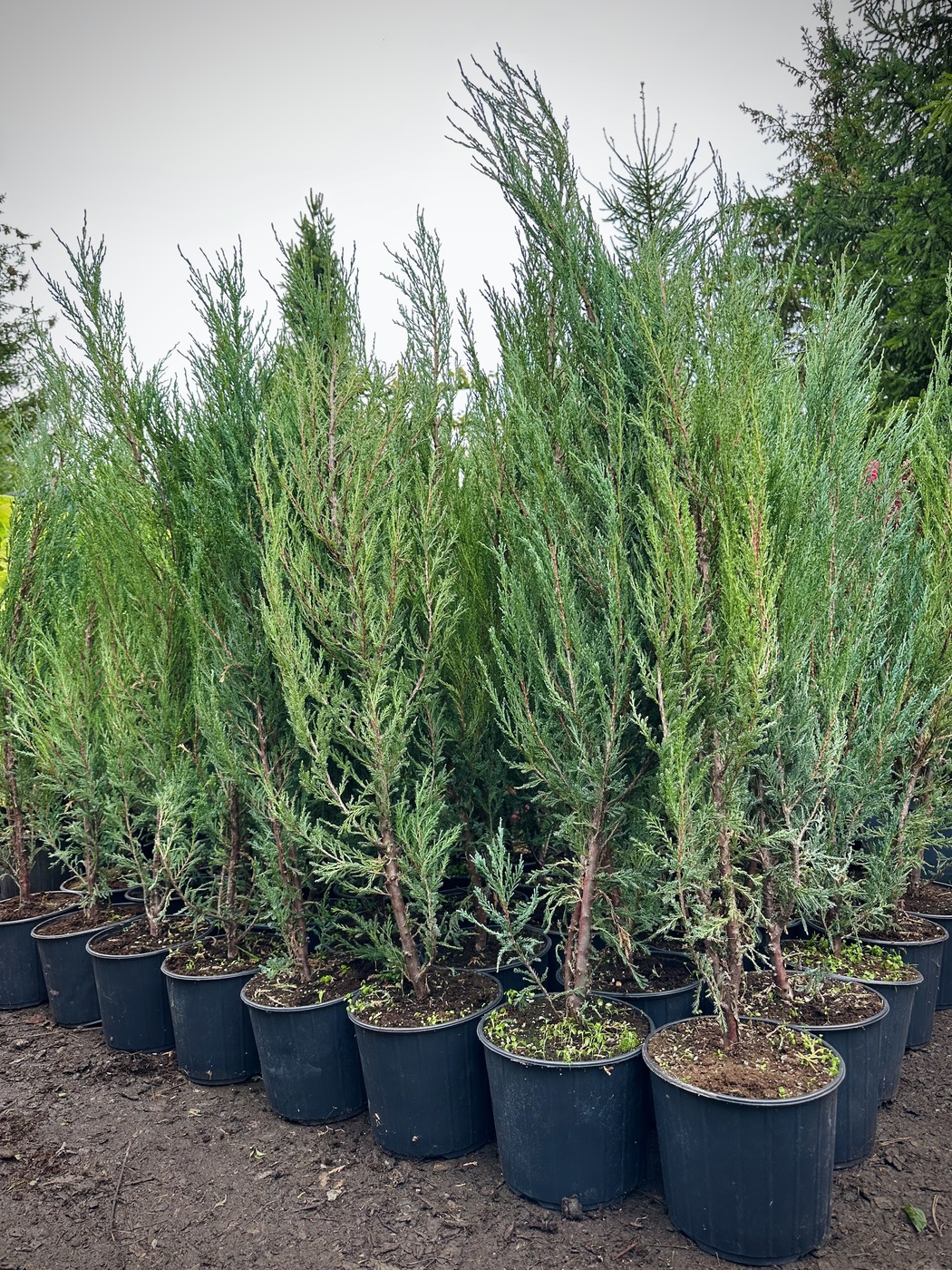 Можжевельник скальный Блю Эрроу (Blue Arrow)