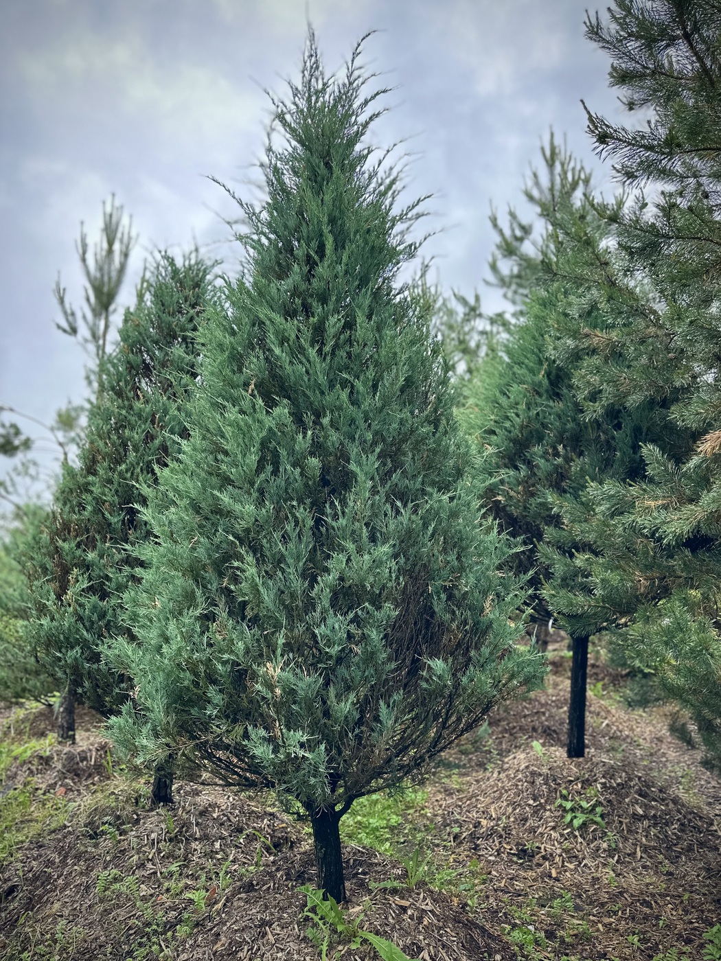 Можжевельник скальный Скайрокет (Skyrocket)