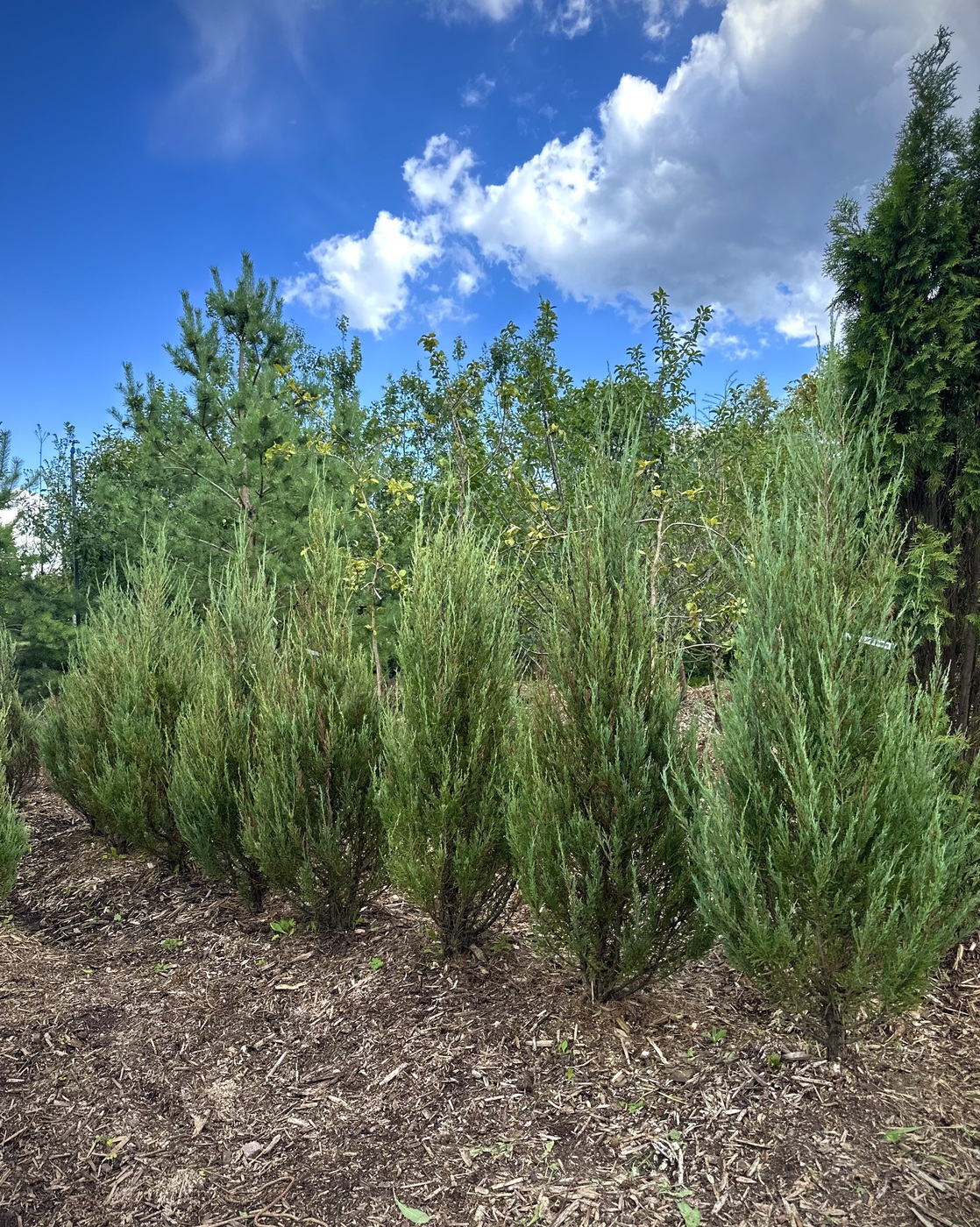 Можжевельник скальный `Блю Эрроу` `Blue Arrow`