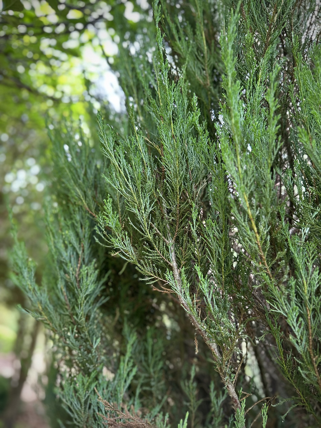 Можжевельник скальный Блю Эрроу (Blue Arrow)