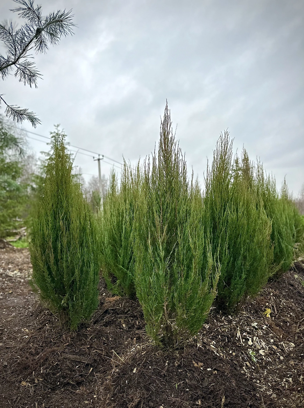 Можжевельник скальный `Блю Эрроу` `Blue Arrow`