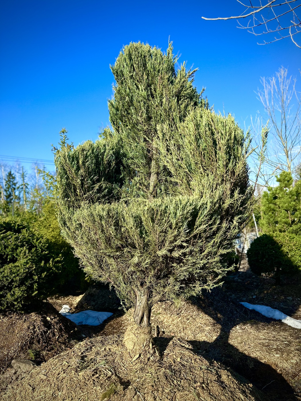 Можжевельник скальный Скайрокет (Skyrocket) КРЕСЛО