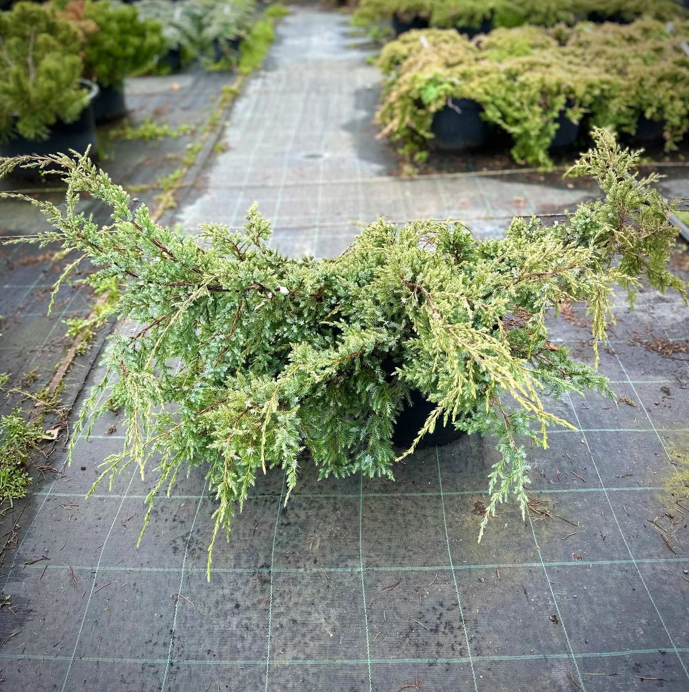 Можжевельник чешуйчатый Холгер (Holger)