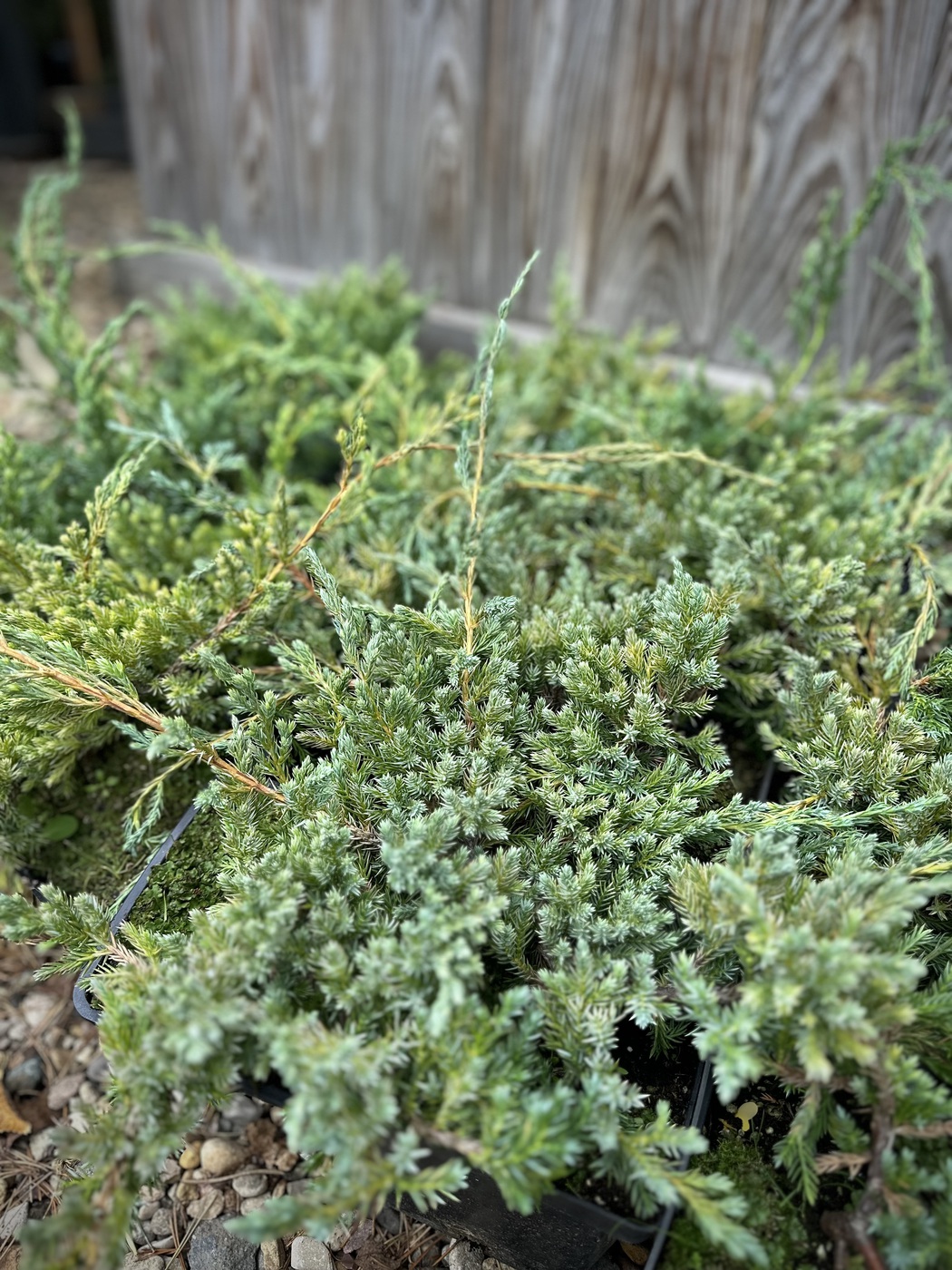 ★Можжевельник чешуйчатый Блю Карпет (Blue Carpet) C5 1В