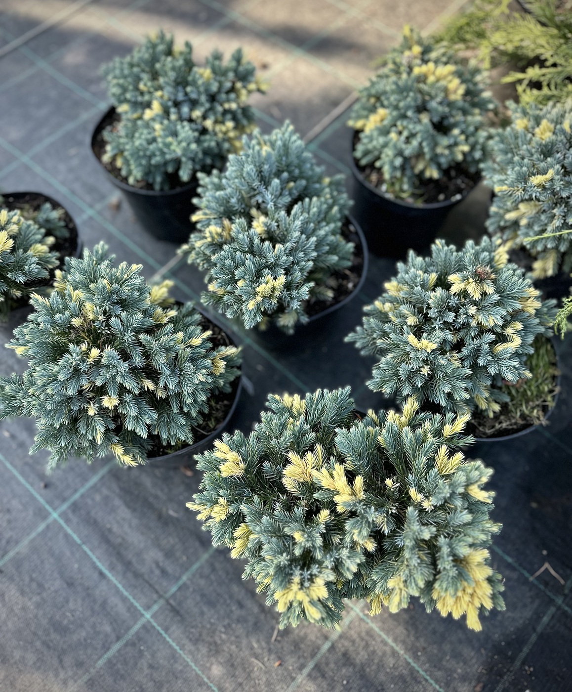 Можжевельник чешуйчатый Флореант (Floreant)