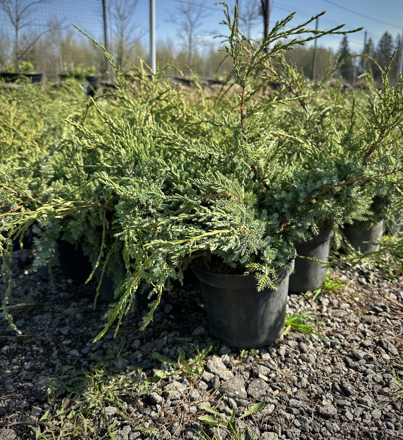 Можжевельник чешуйчатый Дрим Джой (Dream Joy)