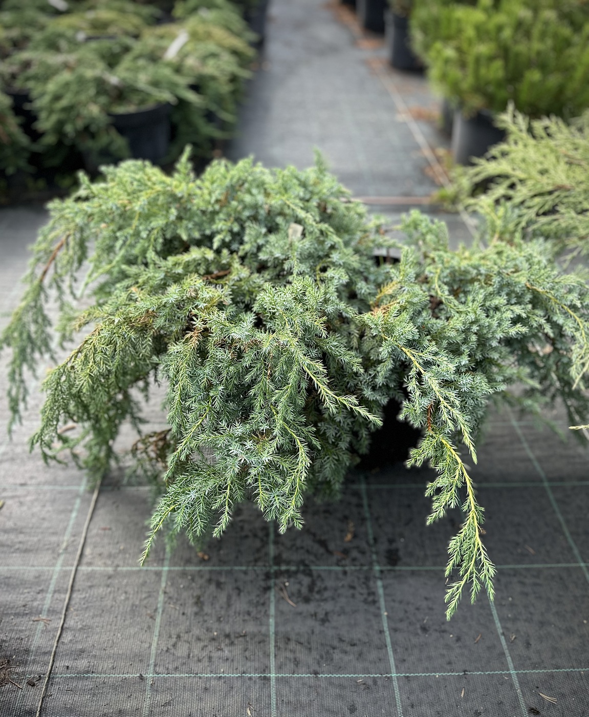 Можжевельник чешуйчатый Блю Свид (Blue Swede)