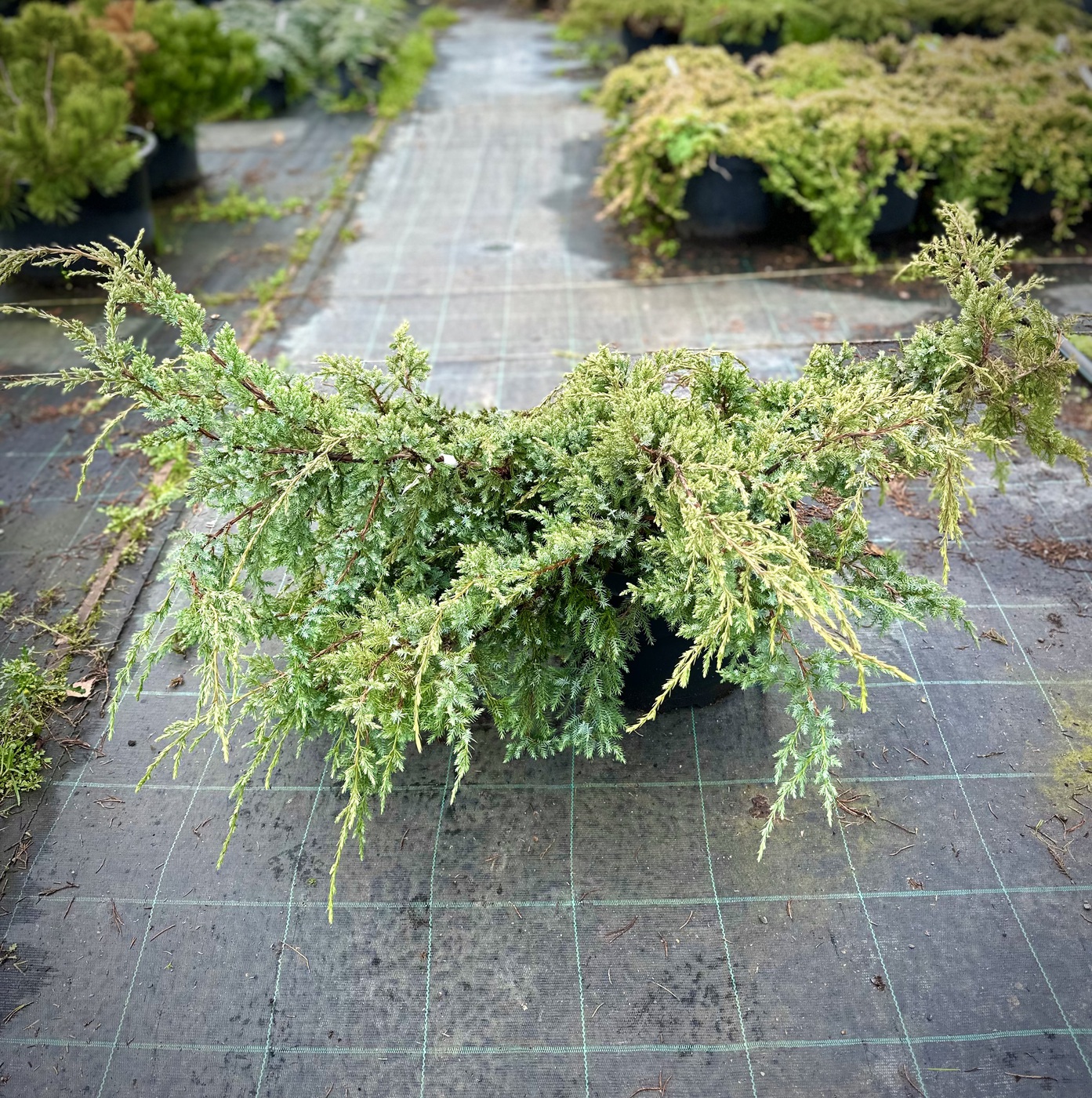 Можжевельник чешуйчатый Холгер (Holger)