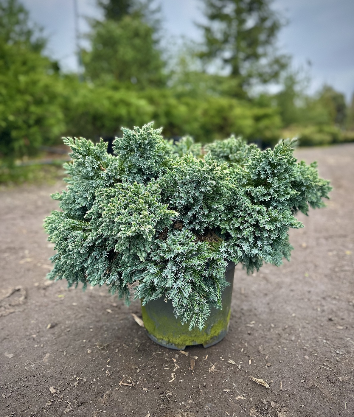 Можжевельник чешуйчатый Блю Стар (Blue Star)