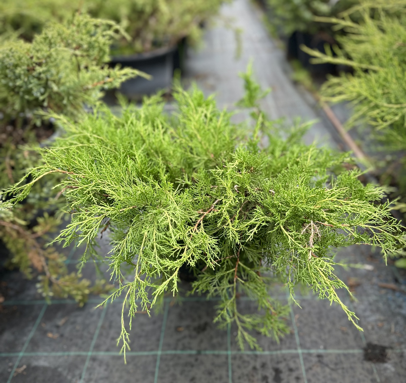 Можжевельник средний Голд Кост (Gold Coast)