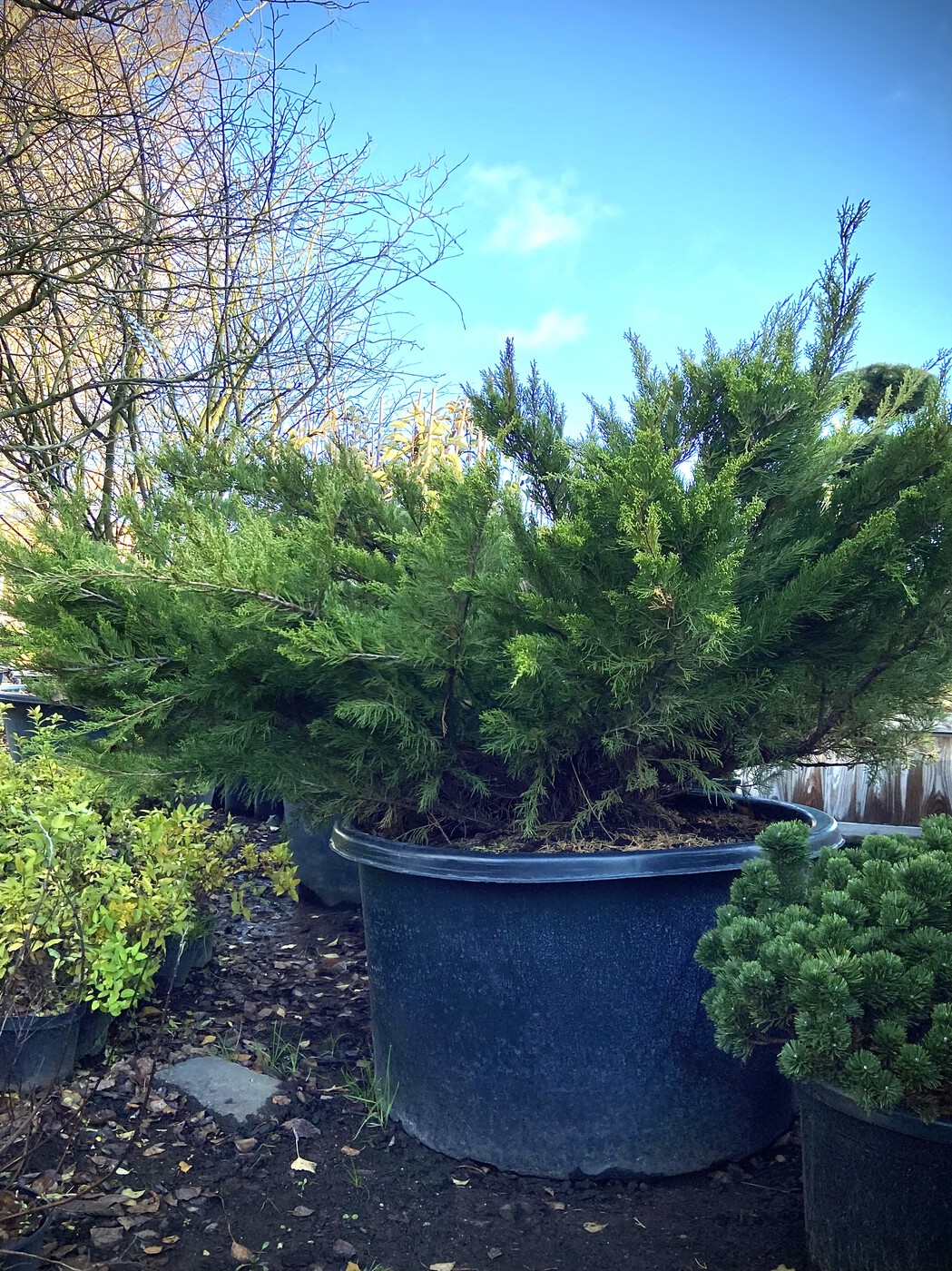 Можжевельник средний Минт Джулеп (Mint Julep)