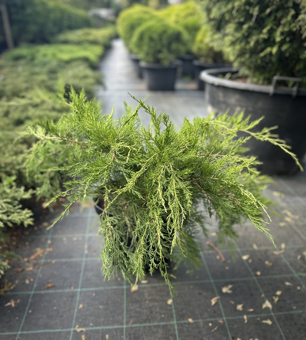 Можжевельник средний Минт Джулеп (Mint Julep)