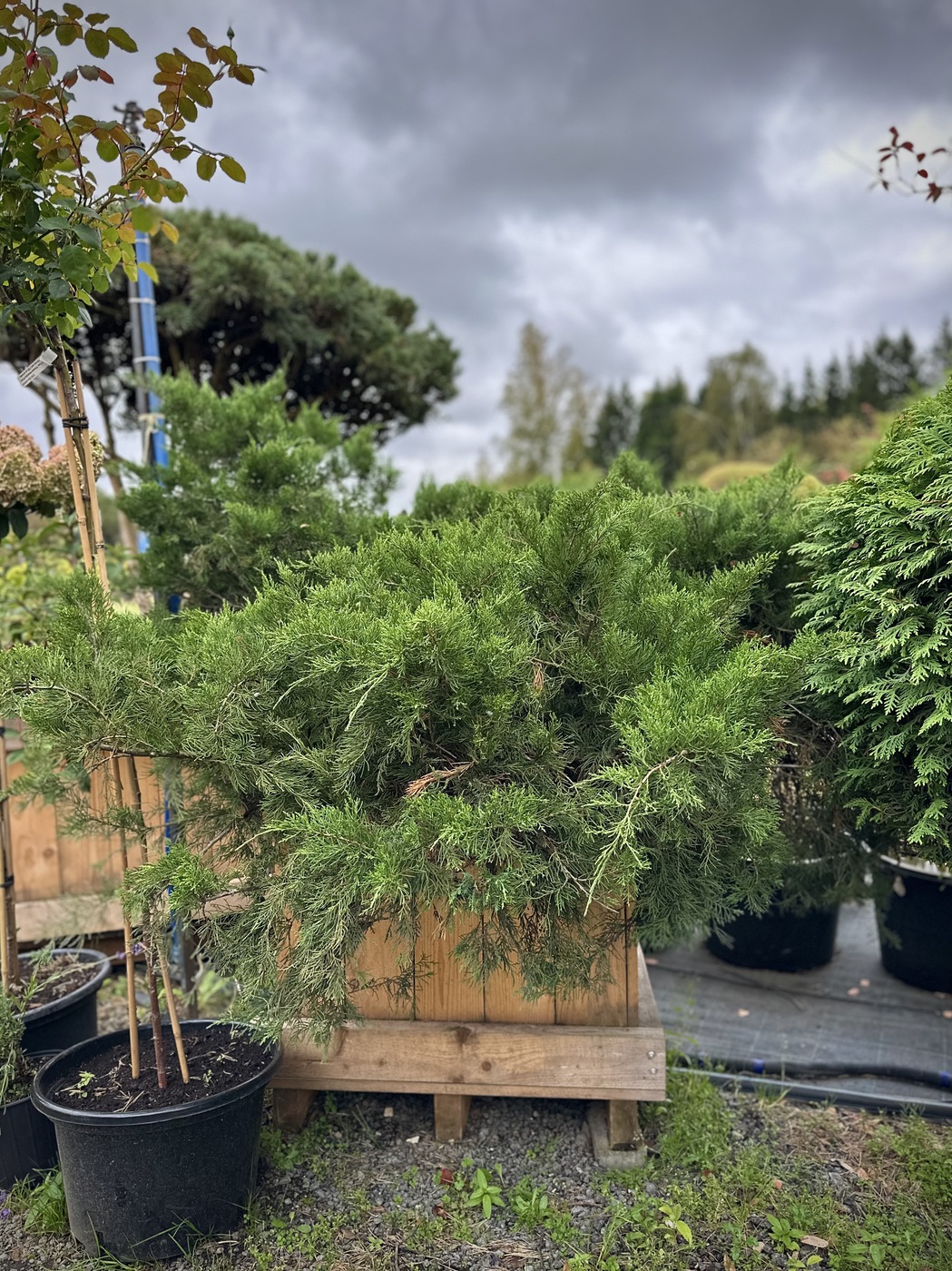 Можжевельник средний Минт Джулеп (Mint Julep)