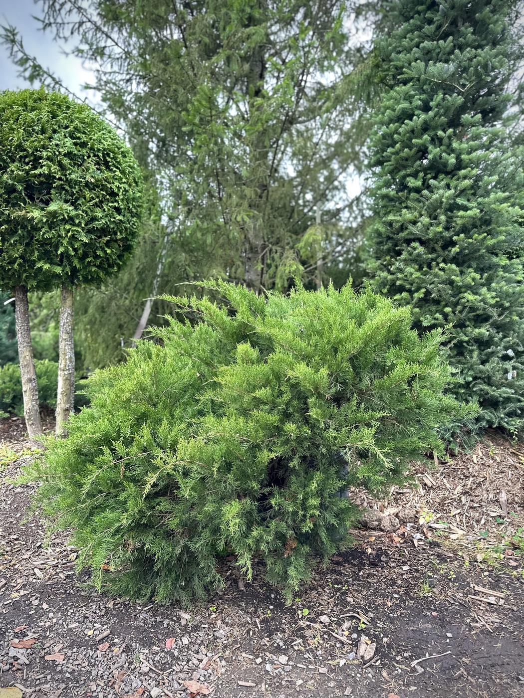 Можжевельник средний Минт Джулеп (Mint Julep)