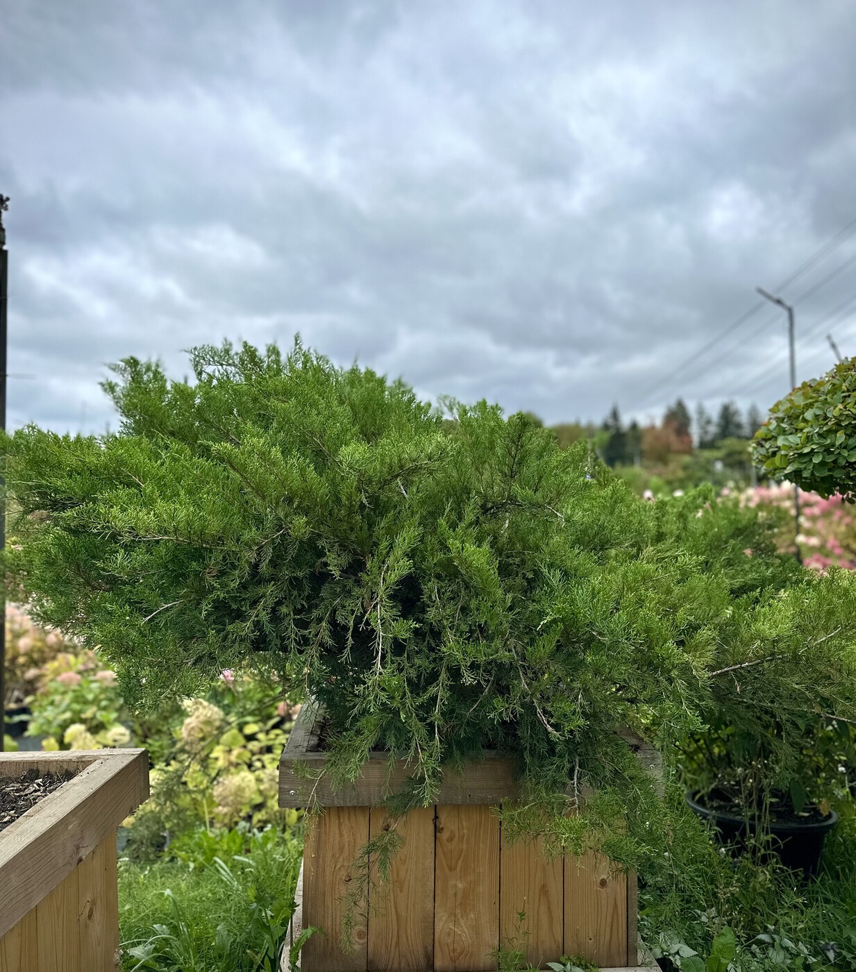 Можжевельник средний Минт Джулеп (Mint Julep)