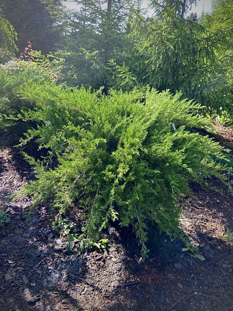 Можжевельник средний Минт Джулеп (Mint Julep)