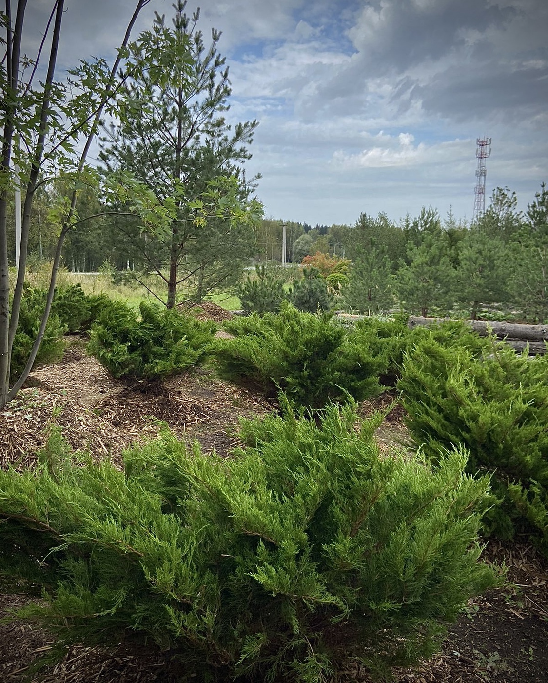 Можжевельник средний Минт Джулеп (Mint Julep)