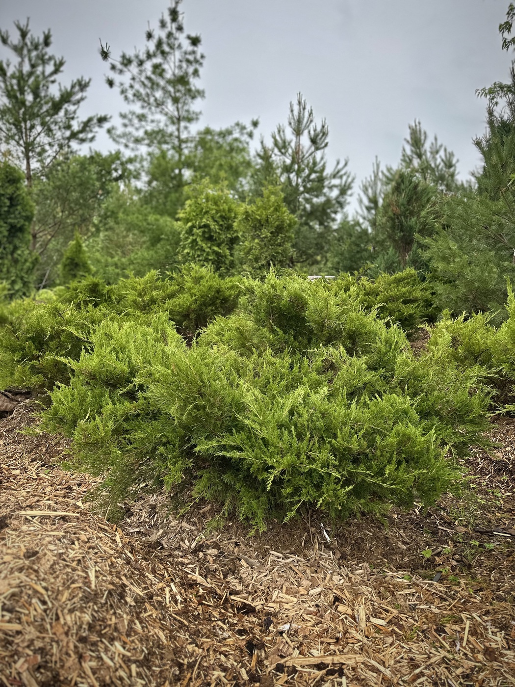 Можжевельник средний Минт Джулеп (Mint Julep)