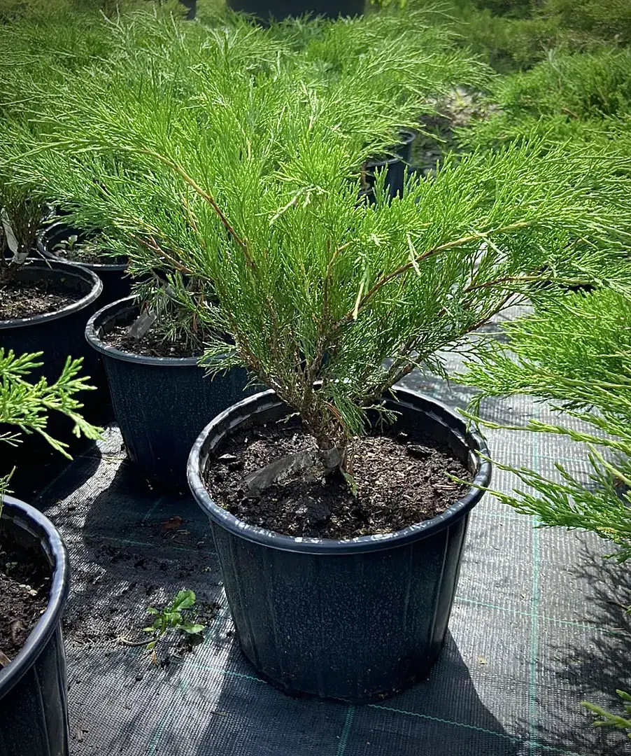 Можжевельник средний Минт Джулеп (Mint Julep)