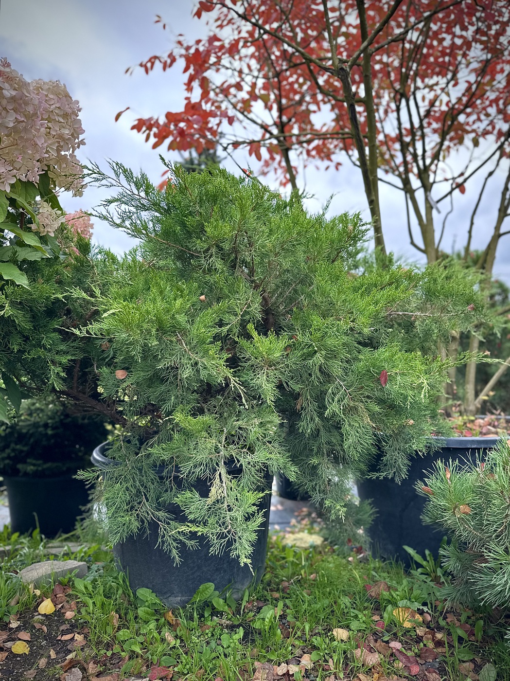 Можжевельник средний Минт Джулеп (Mint Julep)